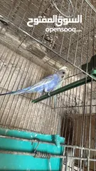  3 بسم الله الرحمن الرحيم اربع جواز حب رينبو كل لجواز تحتيهم بيض اشي قرب يفقص واشي جديد طبعاً اجواز