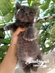  22 همالايا مكس شانشيلا