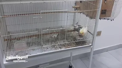  2 cockatiel breeder pair