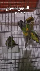  3 جوز ببغاء للبيع بداعي السفر