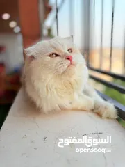  6 قط سكوتش فولد مميز منزلي اليف وسعره مناسب خالي من اي امراض او مشاكل صحية