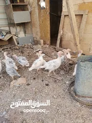  4 دجاح رومي حبش
