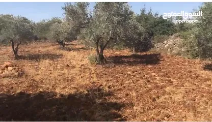  6 أرض للبيع جميلة ومليئة بأشجار الزيتون