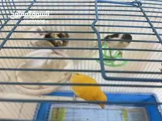 4 كنار للبيع جوز مع فراخ عدد 2 تب نظافة