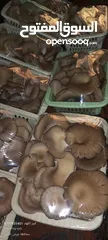  9 فطر محاري بلدي