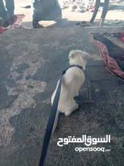  2 انثي فرش تير اصغر من البسه للبدل على بلاي ستيشن 4
