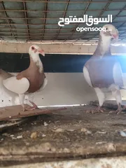 2 جوزين سكندرون مستوى عالي
