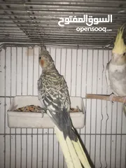  2 مخاليف كوكتيل عمر شهرين صحه ونظافة شغل تدريب