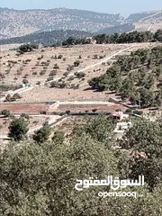  5 ارض للبيع جرش عنيبه سكان المهندسين