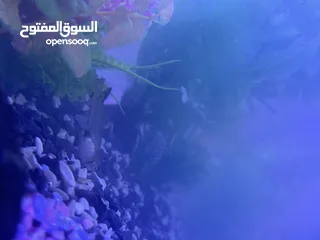  7 حوض سمك جاهز كامل ... اقرا الوصف