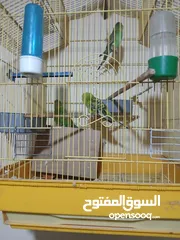  4 عصافير حب ببغاء للبيع جوز عصافير مع الفراخ