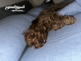  4 كوكابو  1000 دك / Cockapoo