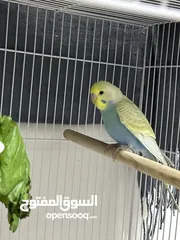  10 Healthy 2 month baby budgies for adoption