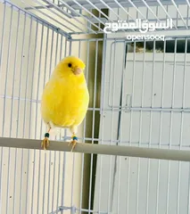 2 طيره جلوستر جاهزه