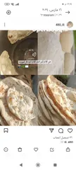  1 خبز بيت عنوان ايو الخصيب حمدان
