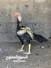  2 للبيع ديك سندي جاوا ودجاجه سندي  للبيع مع بعض