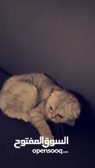  4 قطة سكوتش فولد