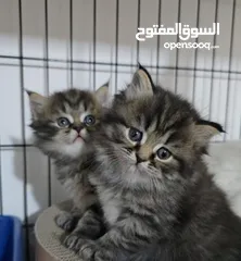  1 kittens for adaption