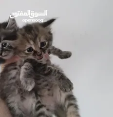  2 قطط  جميلات صغيرات للبيع