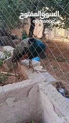  11 ذكر طاوؤس هندي للبيع