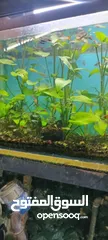  1 اسماك نباتات بحريه