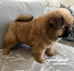  5 Purebred chow chow