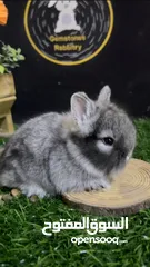  23 ارانب زينة فاخرة ( قزم - هولاند لوب - تيدي بير ) Dwarf Holland lop Teddy bear bunnies