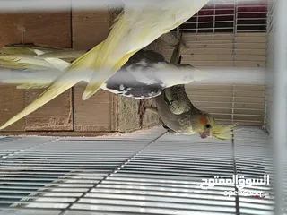  2 Homebreed Cocktiels 3 months old