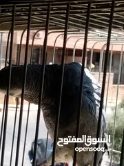  4 كاسكو فرخ لقطه