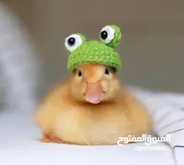  1 كتاكيت بط صغيرة  (( متجر الكتكوت الصغير ) )