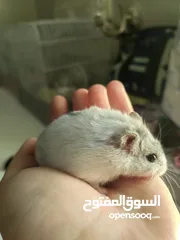  5 هامستر ابيض نادر لونه وجميل winter white hamster