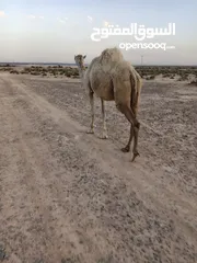 3 ناقه للبيع لحم وضحيه صغيره بسن ام ثالث