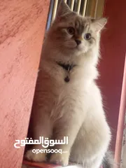  4 قط ذكر العمر 10 شهور هملايا شوكلت