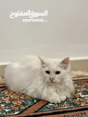  3 قطط للتبني بدون مقابل ذكور و إناث