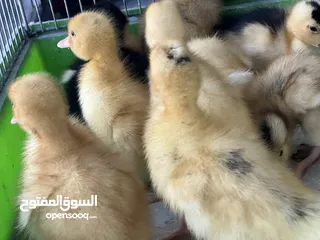  9 متوفر الآن ب محلات عالم الطيور المقابلين إشارة ابو زغله بجانب قهوة المهيرات
