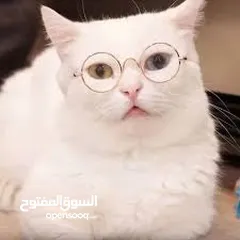  13 نظارات قطه او كلب بيبي شمسيه او قراءه تناسب جميع الانواع قطة  سكوتش انغوارا  شيرازي و لكل الاعمار لا