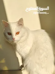  14 قطة شيرازي بيضاء للتبني