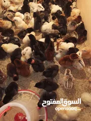  2 صيصان بلدي حبة نظيفه للبيع