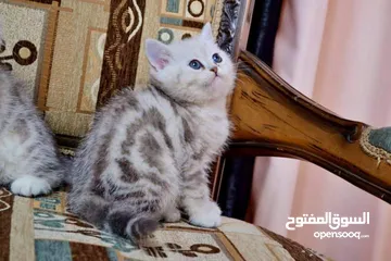  2 سكوتش ستريت سيلفر دكور بيور ميه بالميه