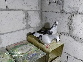  6 جواز حمام شغلات ميه بل ميه
