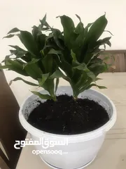  1 نباتات جميل