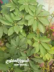  5 زريعه زينه للبيع