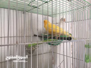  3 جوز كنار للبيع