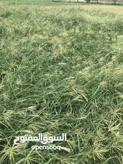  2 طعام حشيش اخضر