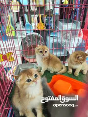  3 قطط سكوتش فولد وستريت NY11 – ذكور:   للبيع – قطط سكوتش فولد وستريت NY11