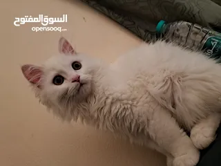  7 قط شيرازي Male pet Persian cat  ذكر. قابل للتفاوض  بأفضل الأسعار