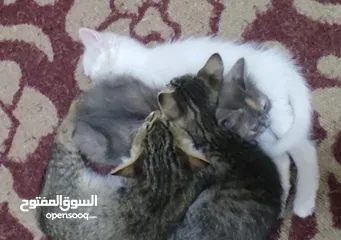  8 قطط انقورا التركي
