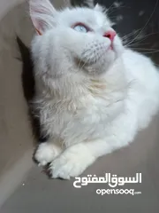  4 قطه للبيع في طرابلس
