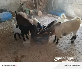  7 عنزتين للبيع او بدل على خرفان