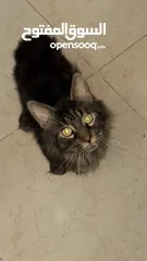  1 Maine COON / Male - black and brown rare ماين كون نادر